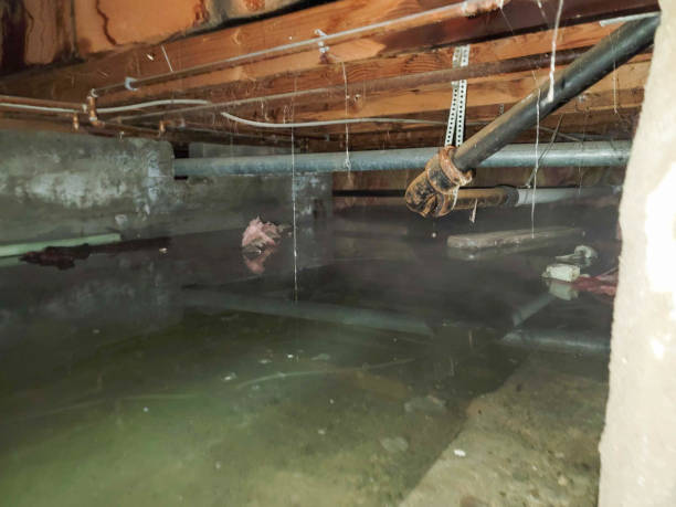 Best Water damage restoration experts  in London, CA