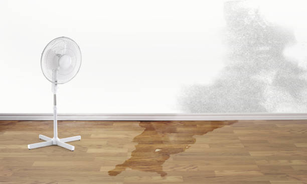 Best Mold removal after water damage  in London, CA