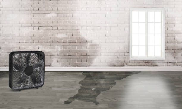 Best Basement water damage restoration  in London, CA
